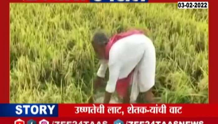 Report On Heat Wave In Hindi Mahasagar know how it affects farmer