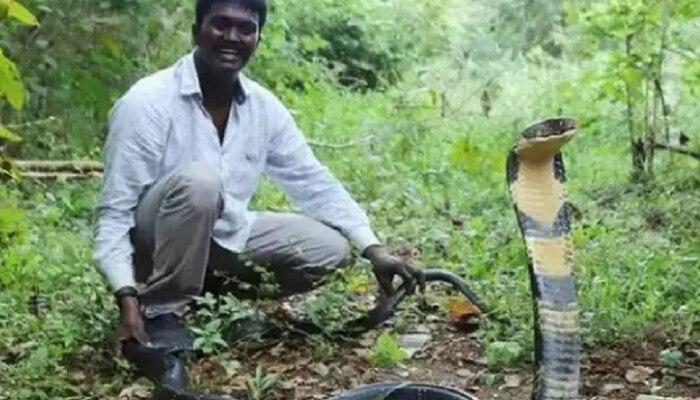 कोब्राने चावा घेतलेला प्रसिद्ध सर्पमित्र वावा सुरेशने डोळे उघडले पण ...