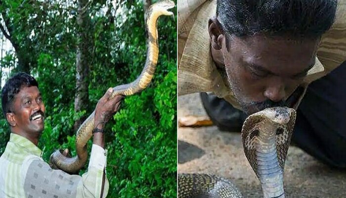 अडीचशे साप चावल्यानंतर काही झालं नाही, पण १० सेकंदात या कोब्राने वावा सुरेशला अडचणीत आणलं?