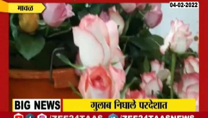 Pune Maval Roses In Big Demand From Foreign Countries For Valentine Day Celebration