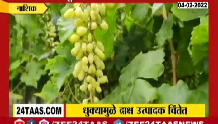 Nashik Grapes Producing Farmers Problem