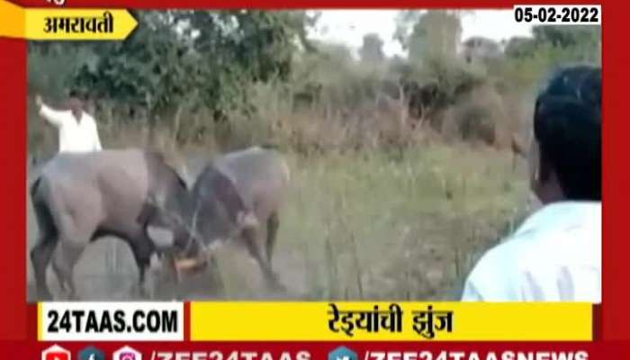 Bullock Fight In The Village Of Lihida In Amravati