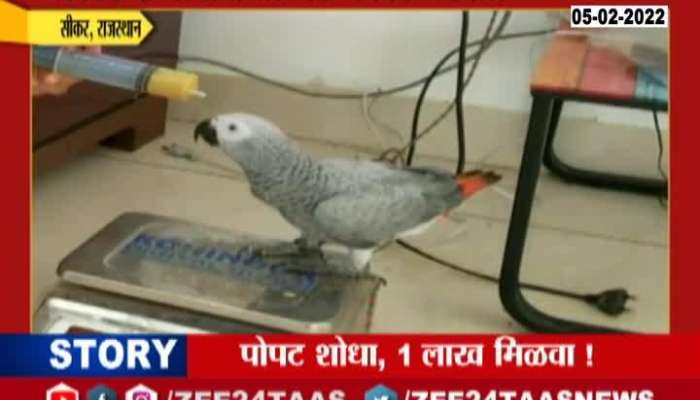 Rajasthan Sikar Parrot