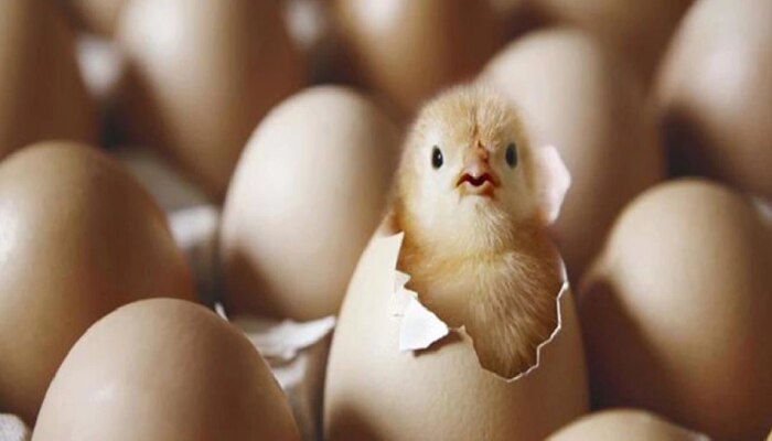अंड पूर्ण बंद असूनही पिल्लाला आत कसा मिळतो ऑक्सिजन?