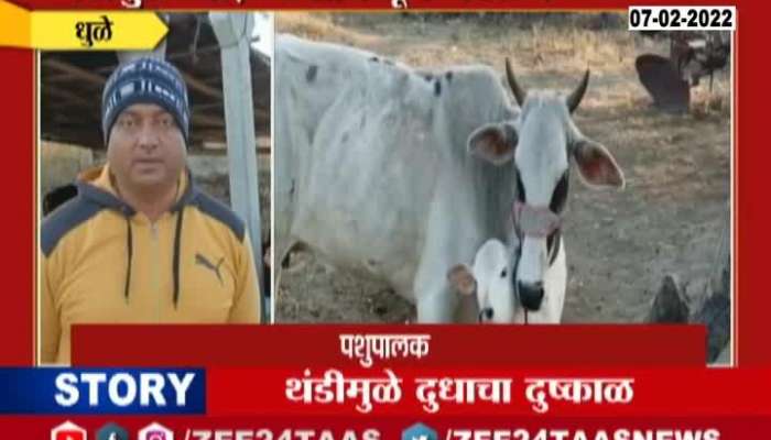 Dhule Cattle Farmers In Problem For Low Milk Production From Rising Cold In Winter Season