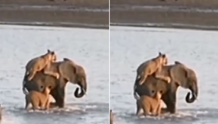 तू केवढा मी केवढा... जेव्हा हत्तीवर हल्ला करायला गेलेल्या सिंहाची होते फजिती, पाहा व्हिडीओ