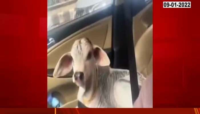 calf is seating in car putting seat belt video viral