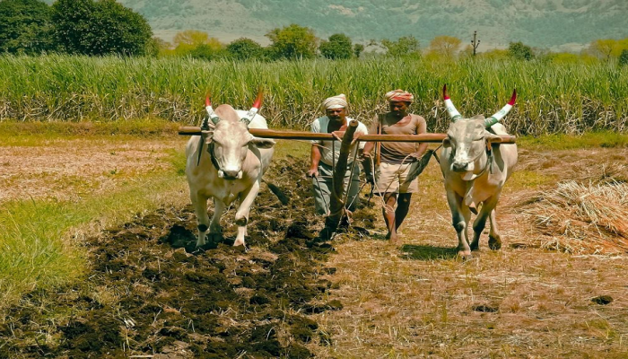 PM Kisan योजनेच्या नियमात मोठा बदल! 'हे' काम न केल्यास होईल नुकसान
