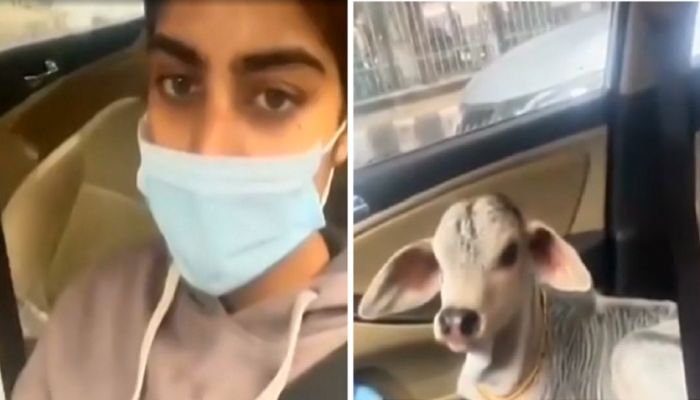 गायीच्या वासराला महिलेने गाडीत बसवलं, सीट बेल्ट लावला आणि...  पाहा व्हायरल व्हिडीओ