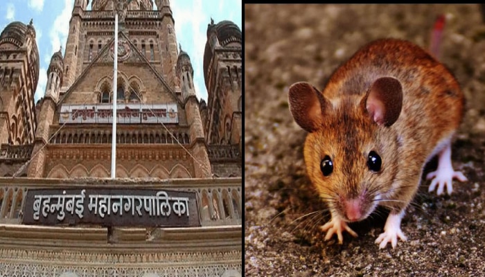 Bmc Rat Scam | मुंबई महापालिकेत उंदीर घोटाळा? शिवसेना-भाजप आमनेसामने