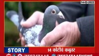 का मिळतोय कबुतरांना विक्रमी भाव? जाणून घ्या रिपोर्ट