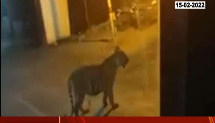 Chandrapur Tiger video viral on social media 