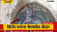 VIDEO! विहिरीत पडलेल्या नीलगायीला जीवदान, अमरावतीमधली घटना