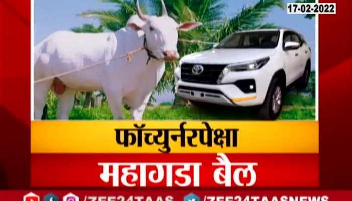 Pune Junnar Bulls Getting At The Price Of SUV Car