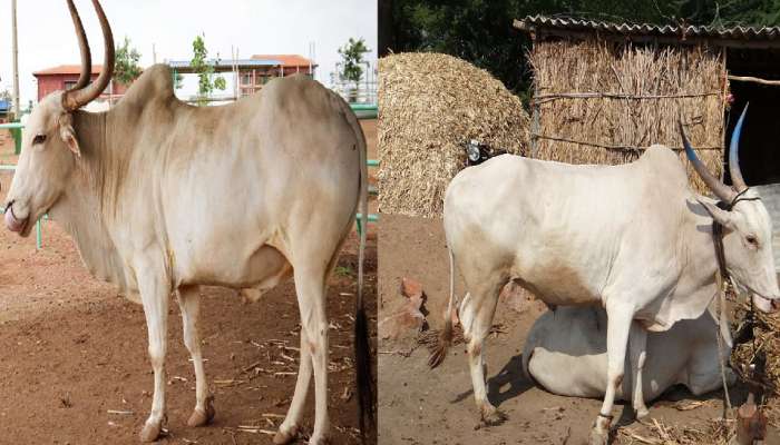 शेतकऱ्यावर मोठे संकट, पाणी प्यायल्यानंतर  5 बैलांचा तडफडून मृत्यू