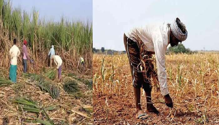 पीक विमा योजनेसंदर्भातील मोठी बातमी, राज्य सरकारने घेतला हा निर्णय 