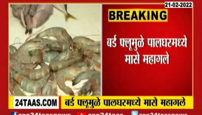 Palghar Fish Price Rise From Bird Flu
