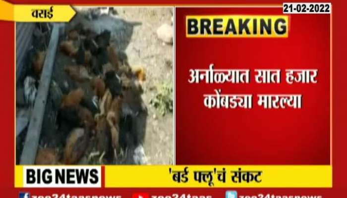 Vasai On birdflue crisis 7000 hens killed.