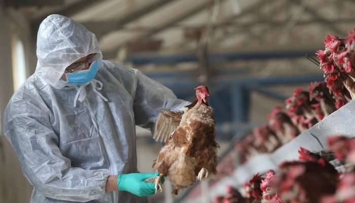 बर्ड फ्लूचा धोका कायम, 3 दिवसांत 31 हजार कोंबड्या नष्ट