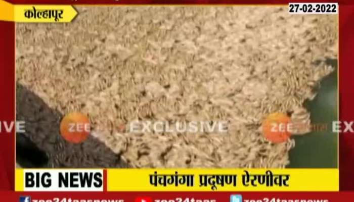 Kolhapur Panchganga River Thousand Of Fish Found Floating On Surface