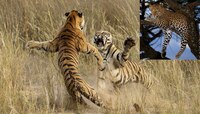 दोन वाघिणींच्या भांडणात जेव्हा बिबट्यामधे पडतो... पुढे काय घडतं, जाणून घ्या