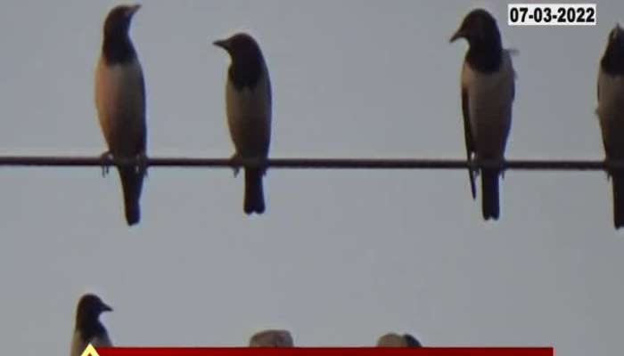 EUROPEAN BIRDS IN PALUS, SANGLI 