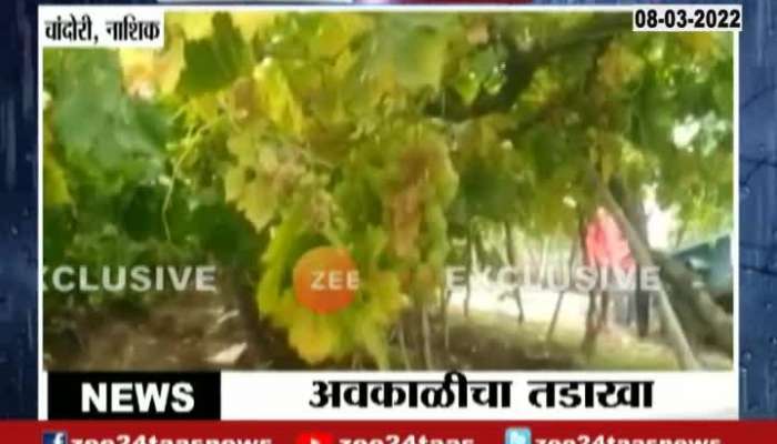 Nashik Chandori Uncertain Rain grapes crops affected by rain see visuals