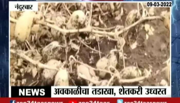 Nandurbar Farmer In Deep Problem As All Crops Damage From Unseasonal Rainfall