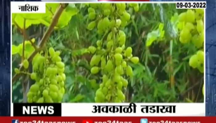  Nashik Uncertain Rain Grapes Farmer Reaction