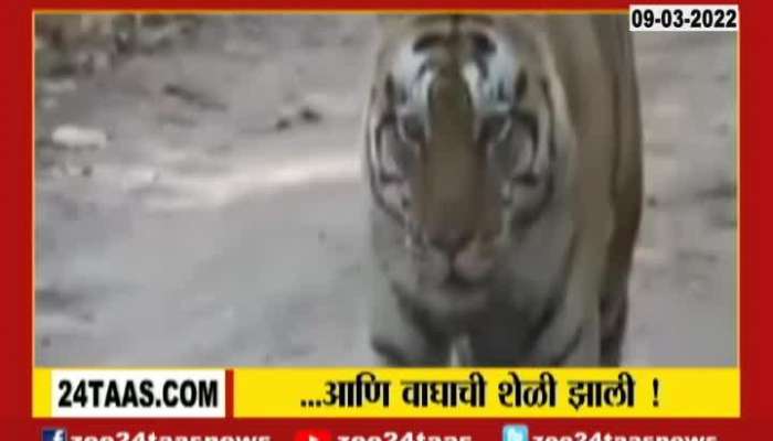 Chandrapur tiger afraid video viral whom he afraid see