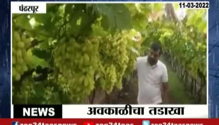 Pandharpur Grapes Producing Farmers In Tension From Unseasonal Rain