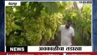VIDEO! अवकाळी पावासाने द्राक्ष पीक धोक्यात, शेतकरी आर्थिक अडचणीत