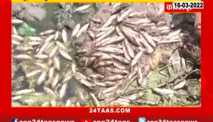 Fish Dead due to pollution