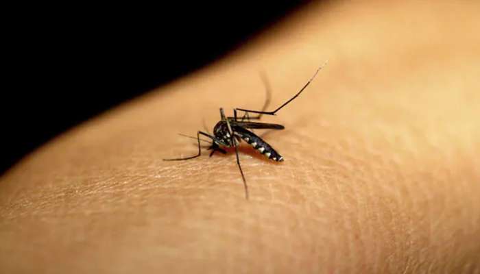 मच्छर कुणाला चावायचं हे कसं निवडते? प्रश्नाचं उत्तर सापडलं 