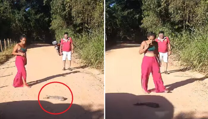 स्टाईल मारत महिला सापासमोर गेली आणि... तिच्यासोबत पुढे काय घडलं पाहा व्हिडीओ