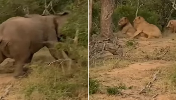 जेव्हा हत्ती सिंहाच्या कळपाजवळ पोहोचतो... तुम्हाला काय वाटतं पुढे काय झालं असेल?