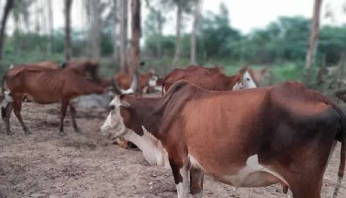 धुळ्यात शेतकऱ्यांच्या गाई चोरणारं रॅकेट, पोलिसांसमोर मोठं आव्हान