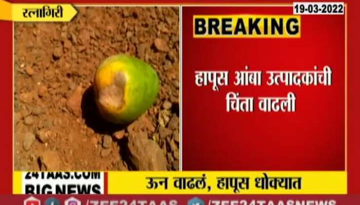 Losses Of Hapus Mango Due To Increasing Heat Wave