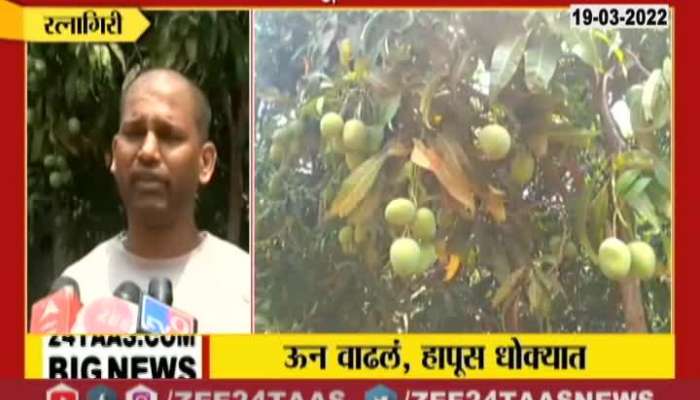 alphanso mango in dangerous condition due to heat wave