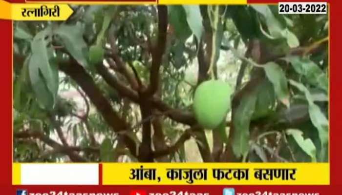  Ratnagiri Heat Impact On Hapus Mango