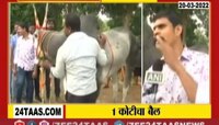 Video | 1 कोटीच्या बैलाचीच सर्वत्र चर्चा, नक्की काय आहे या मागील कारण जाणून घ्या