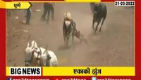 Video | त्याची एकाकी झुंज, चपळ बैलाचा व्हिडीओ व्हायरल