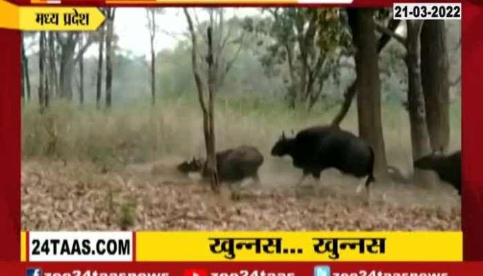 Madhya Pradesh Indian Bison Attack Tiger