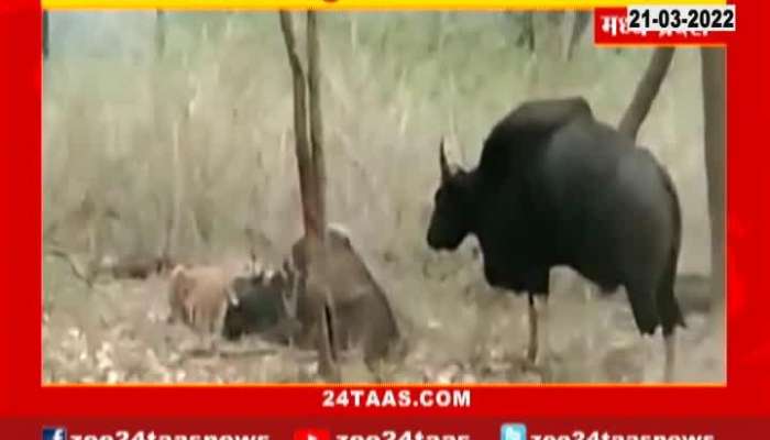  Tiger And Indian Bison Madhya Pradesh