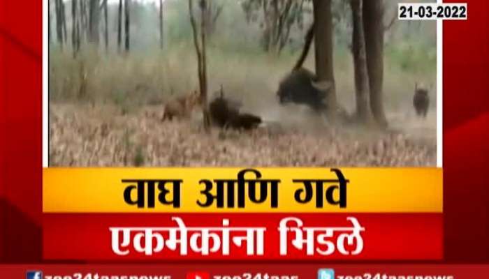 Madhya Pradesh Indian Bison And Tiger Attack