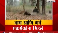VIDEO | वाघाकडून गव्याची शिकार