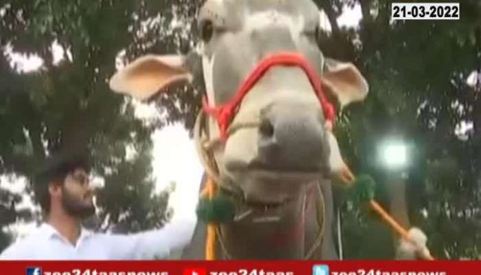 Bull Worth One Crore In Bengaluru Exhibition