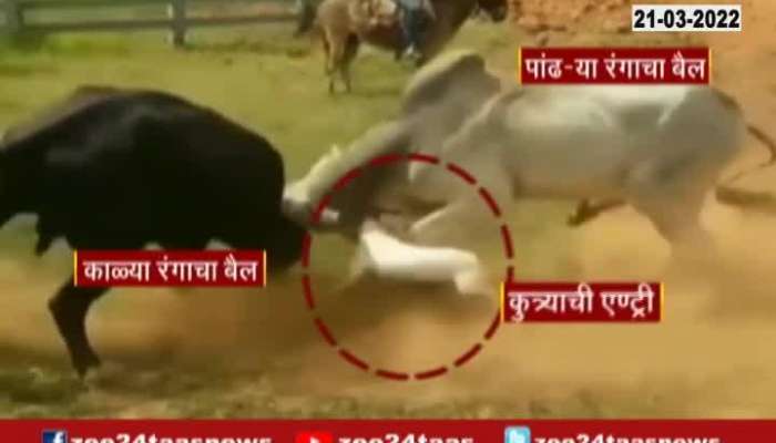  Dog Thrashed On Interfer Of Bulls Fight