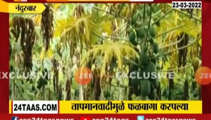 Nandurbar Farmer On Fruit Farm Affected From Climate Change