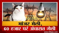 एका मांजराकडून 60 हजार ग्राहकांची बत्ती गुल, असं नक्की काय झालं?